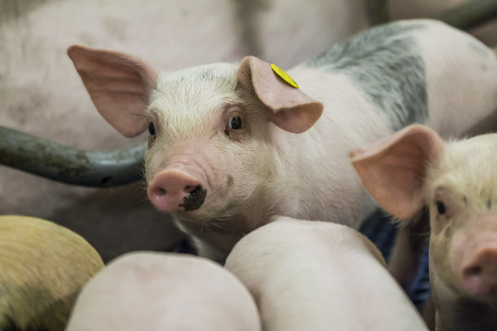 Ammoniakreductie in varkens- en pluimveehouderij - Kick off van project 'RAMBO'