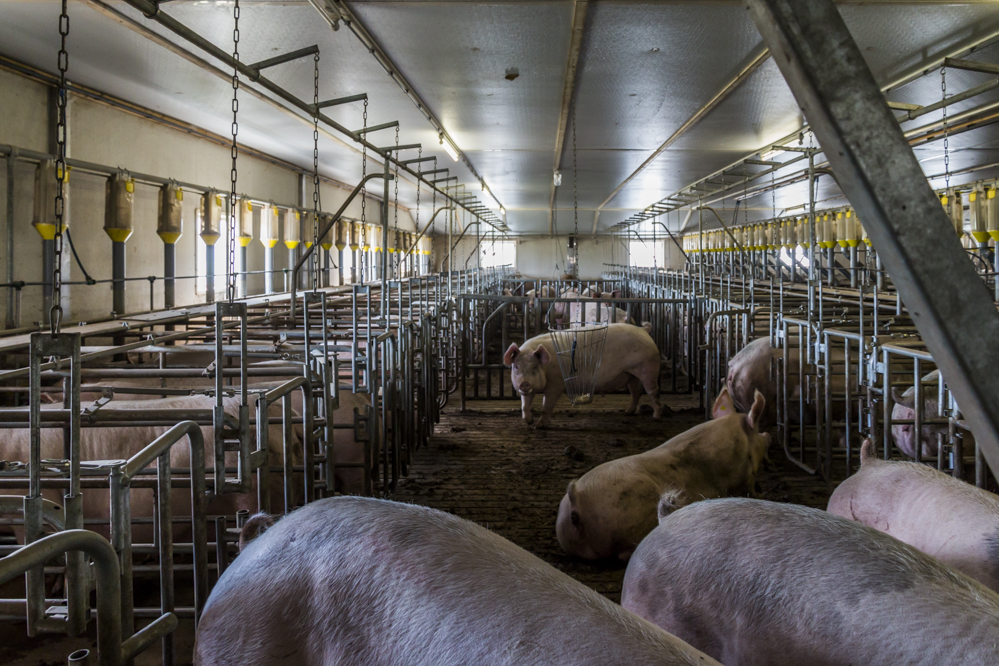 5 maatregelen die voor ammoniakreductie in de varkensstal zorgen