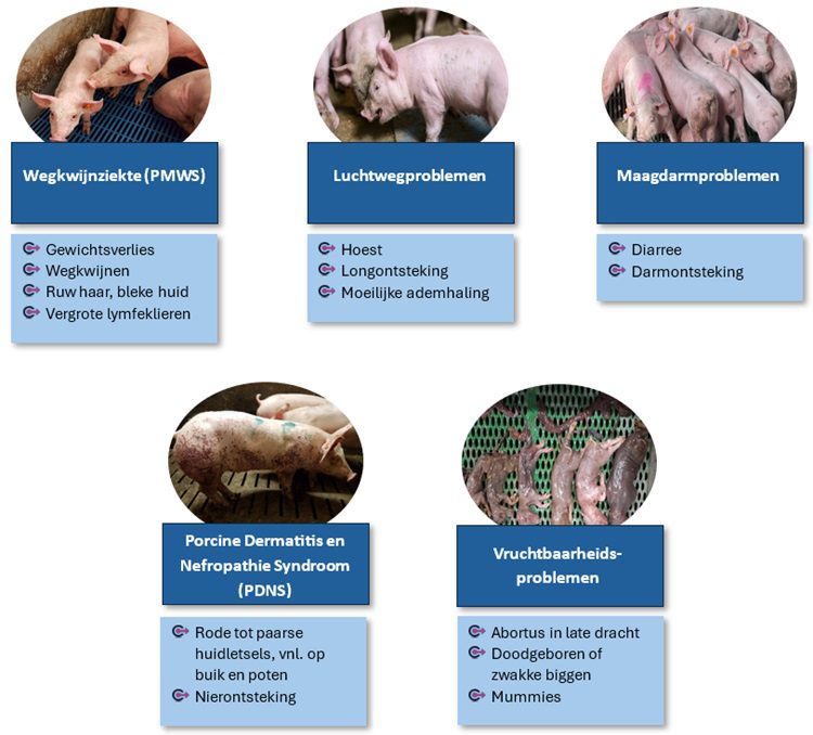 2025_06_Varkensbedrijf_KPA_Fig.750