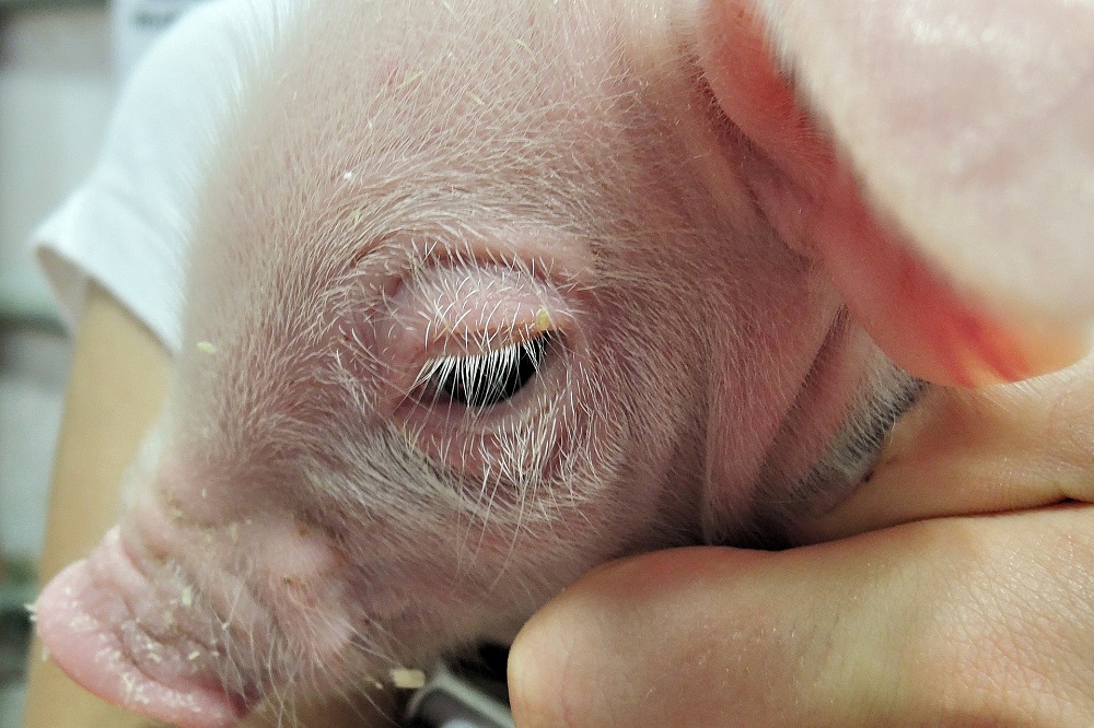 Sterke daling van antibioticagebruik bij varkens; andere diersoorten volgen trend