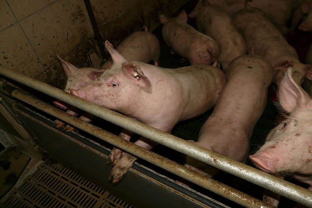 Eliminatieprotocol voor Mycoplasma hyopneumoniae 