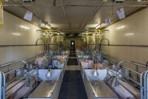 Stalhygiëne beïnvloedt gedrag