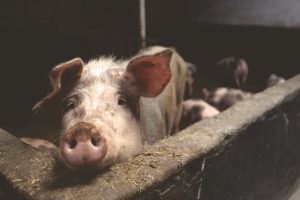 Duizenden Britse varkens dreigen geruimd te worden door personeelstekort