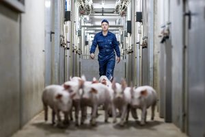 FOTOREPORTAGE: Varkensbedrijf Golmeer