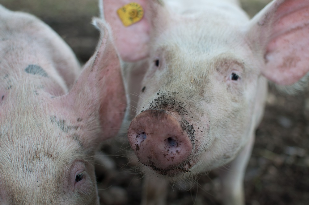Ook bij varkens leidt minder eiwit voeren tot forse ammoniakreductie