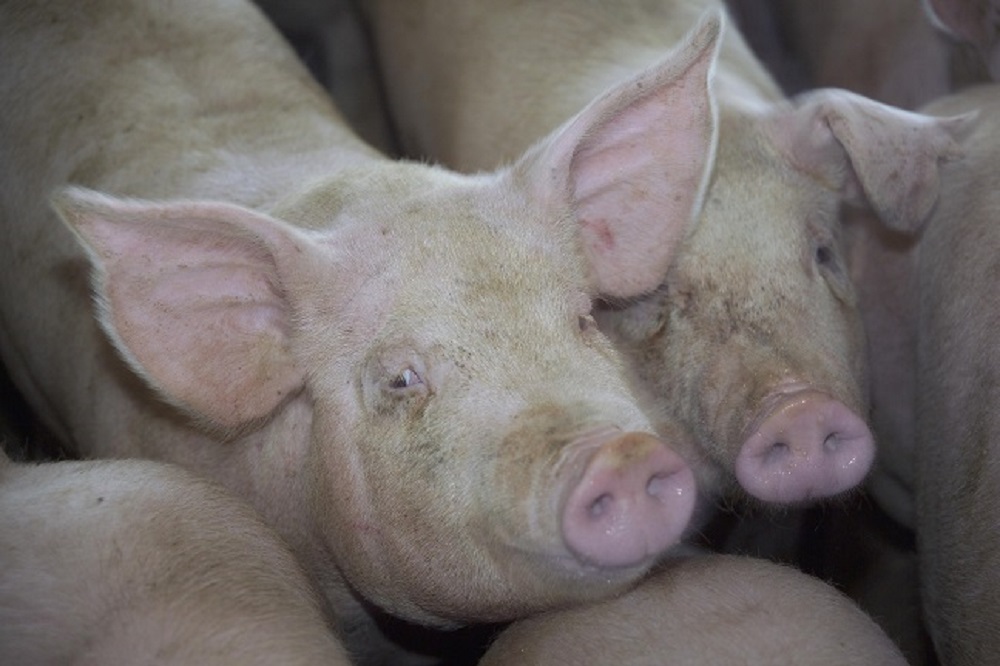 Vergis je niet: de varkenshouderij in België is nog steeds een sector in nood!