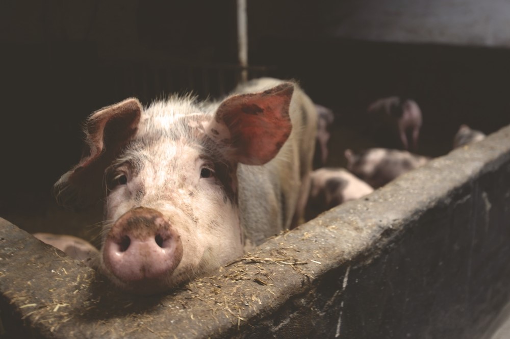 Raboresearch: vooruitzichten voor de wereldwijde varkensvleesmarkt