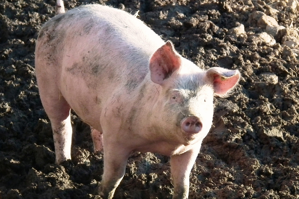 Duitse varkensstapel: kleinste populatie in 25 jaar
