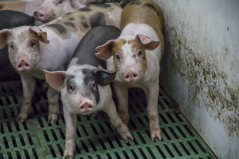 Polen: eerste geval van AVP bij commerciële varkens van 2022
