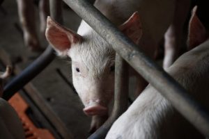 Voorkom hittestress: tips voor varkenshouders