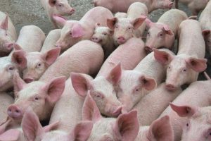 VK hanteert strengere eisen voor import varkensvlees
