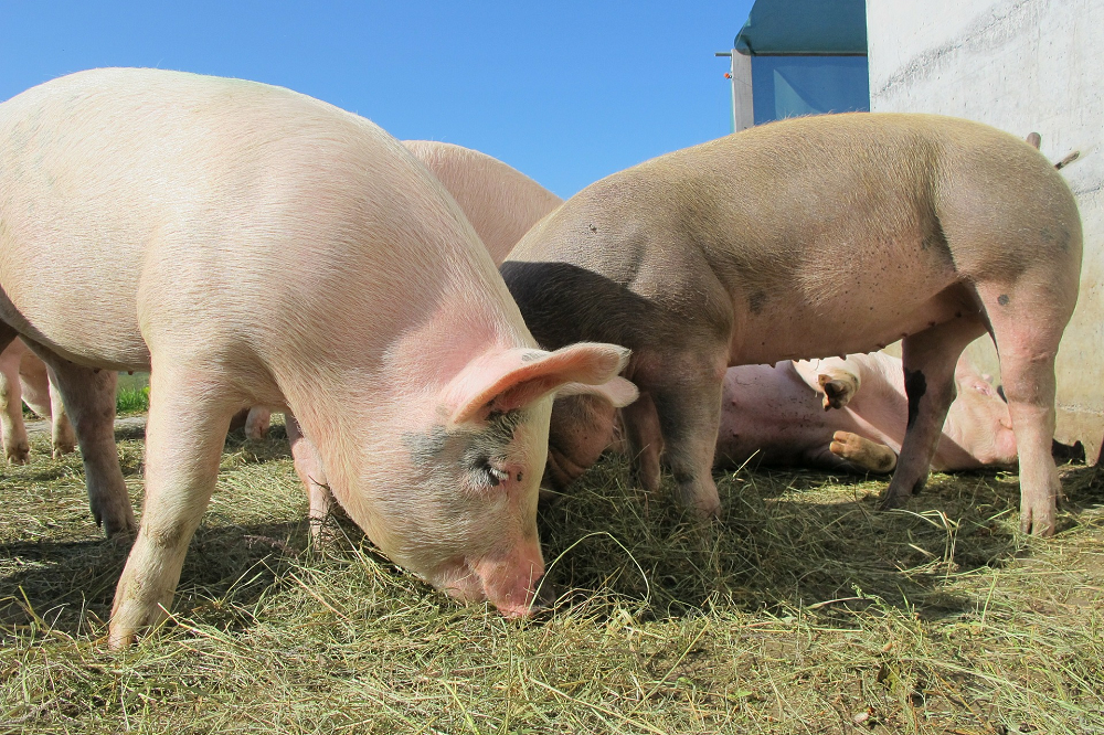 De varkensvleesproductie daalde in de eerste 7 maanden met 4%. De varkensprijs lijkt een voorzichtige stijgende koers ingezet te hebben. 