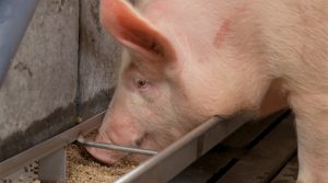 Hoge voerkosten vergroten noodzaak PIA aanpak, ook bij sterk bevleesde kwaliteits varkens