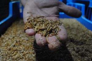 Insecten als duurzaam veevoer: reëel alternatief?