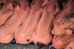Veestapel: aantal kippen en varkens gedaald sinds 1980