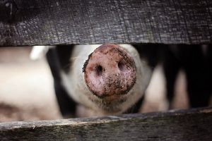 Groen licht voor vrijwillige stopzettingsregeling varkenshouderijen
