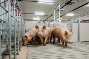 Eerste Topigs Norsvin-varkens aangekomen op nieuwe nucleus bedrijf in Canada