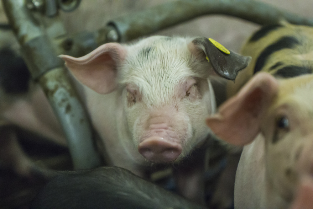 236 dossiers ingediend voor steunregeling stopzetting varkensstallen