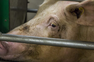 Met 5,4 miljoen stuks daalt de varkensstapel voor 2de jaar op rij