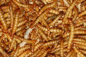 Is het rendabel om te starten met het kweken van insecten op je bedrijf?
