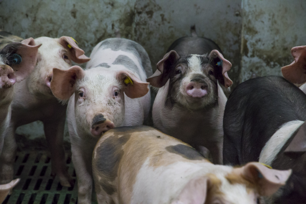 Daling varkenspopulatie duurt voort
