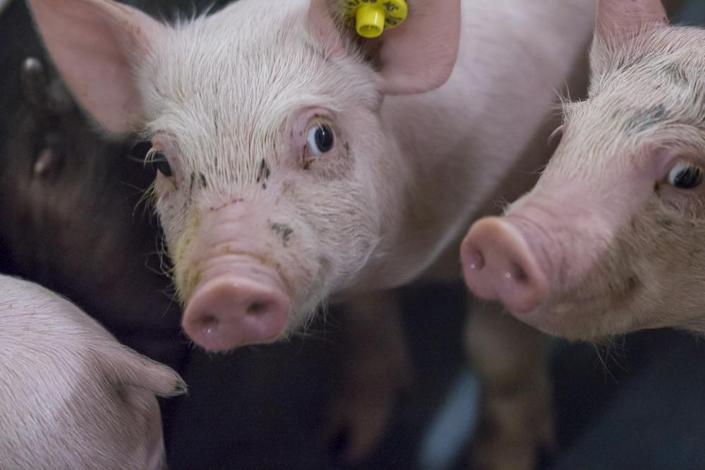 Duitse varkenspopulatie op historisch dieptepunt