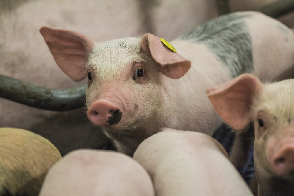 Tweede ronde Vlaamse varkensstoppersregeling loopt tot 19 januari