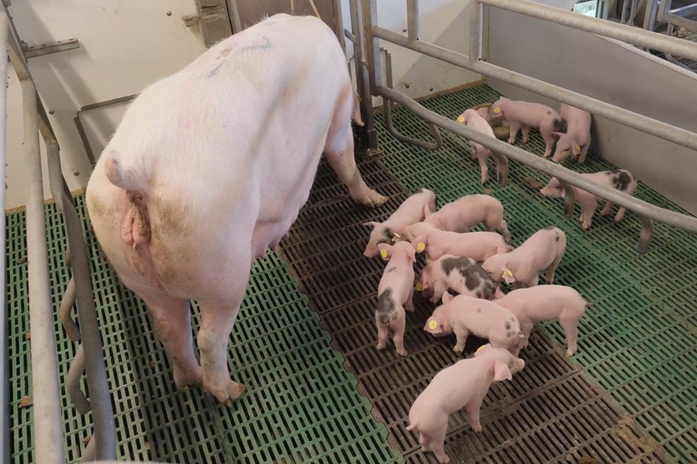 Kijk binnen bij vijf innovatieve Vlaamse varkenshouders