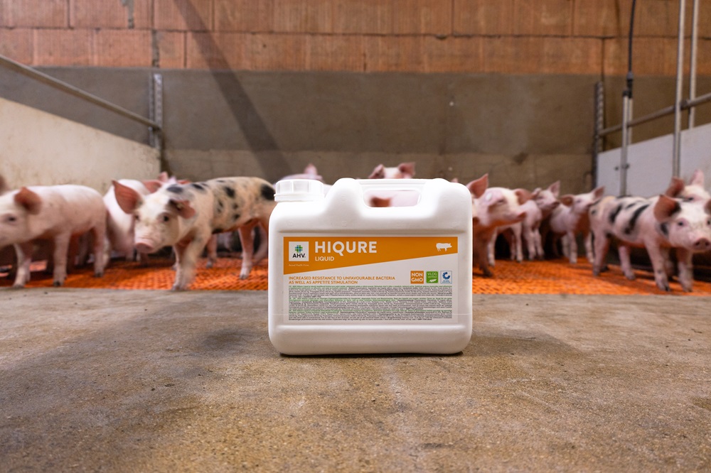 AHV na een jaar al vaste waarde in de varkenssector
