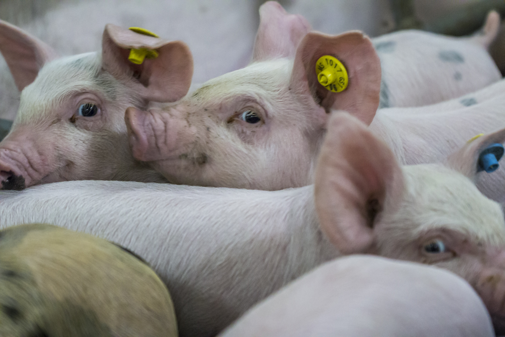 Filip van Looveren, varkensdierenarts bij MSD Animal Health