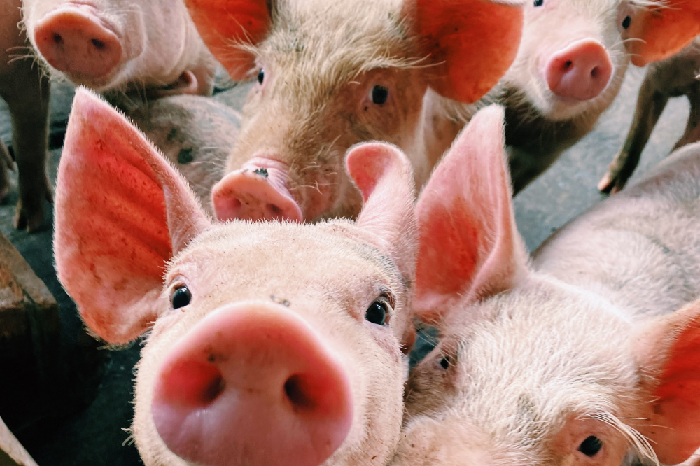 Gezondheidseffect van nanodeeltjes selenium bij gespeende varkens