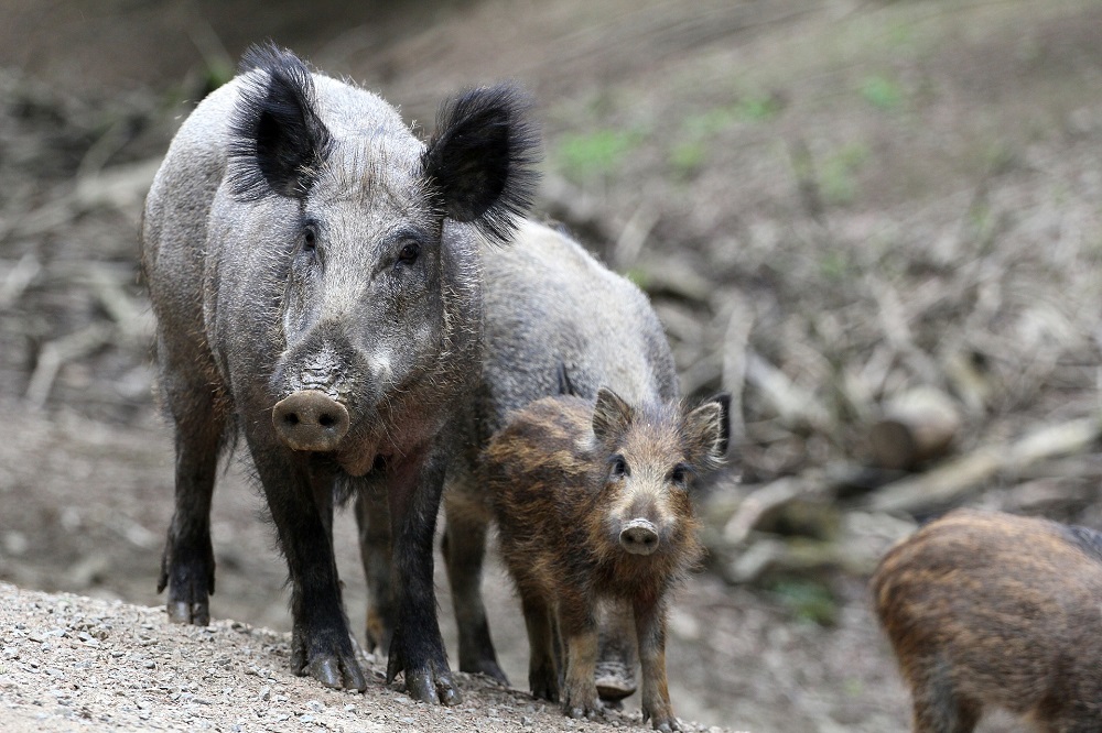 Nieuwe uitbraken van Afrikaanse varkenspest in Polen