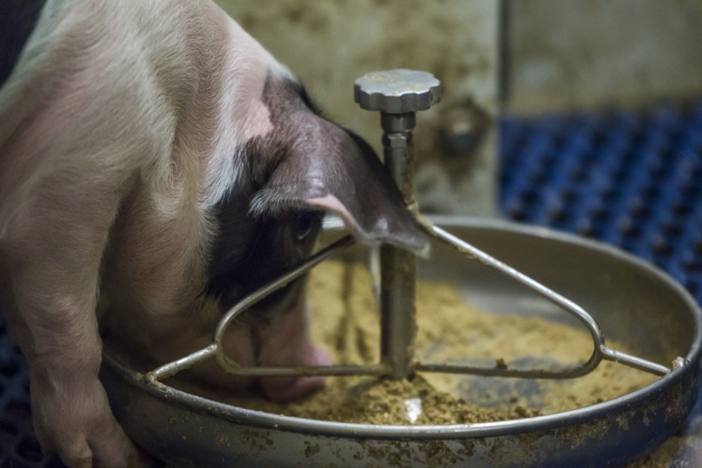 Onderzoek naar de invloed van vet in het voeder van varkens