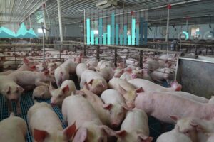 Kunnen we handsfree varkens houden? 