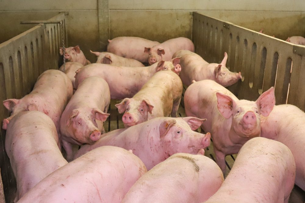 Mycoplasma geeft andere luchtweginfecties meer kansen