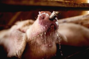 Water leren drinken is cruciaal is voor biggen