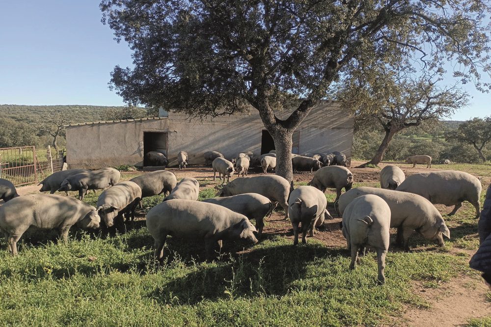 Bioveiligheid voor varkenshouderij in open lucht
