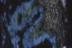 Conferentie over microbioom in Parijs 