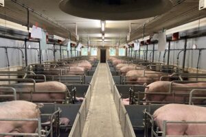 Halen we ook bij grotere tomen een acceptabel geboortegewicht? 