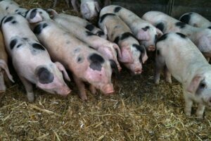 Aantal biologische varkens in Vlaanderen blijft stabiel