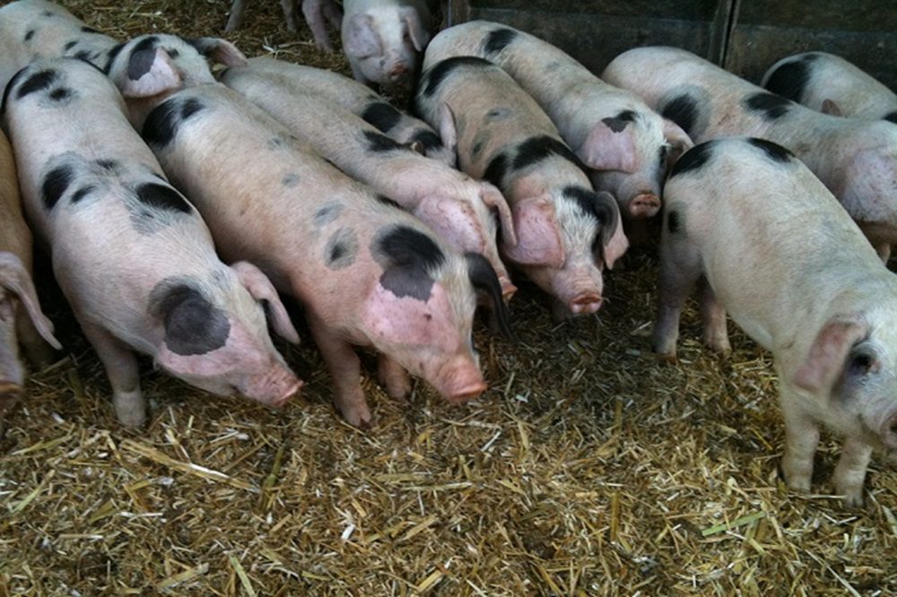 Aantal biologische varkens in Vlaanderen blijft stabiel