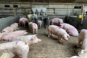 Aantal varkensbedrijven blijft dalen 