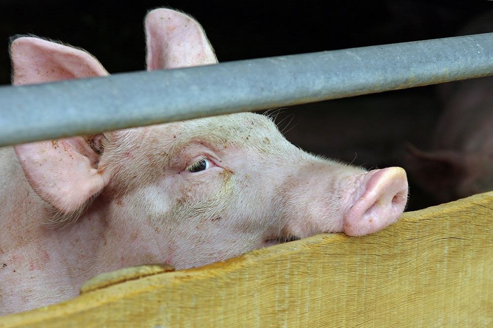 Excel tool voor snelle detectie PRRSV 