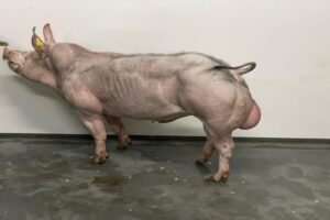 Fokwaardeschatting VPF-beren seizoen 2025.2 gepubliceerd