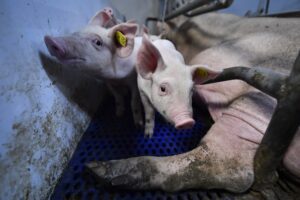 Zinpro bundelt internationale kennis over klauwgezondheid bij zeugen in nieuw naslagwerk