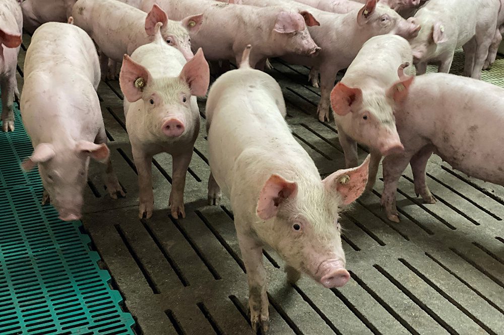 Vezels en darmgezondheid biggen