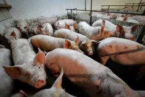 Vernieuwd PRRS-Monitor Biggen-rapport biedt meer inzicht in virusdruk