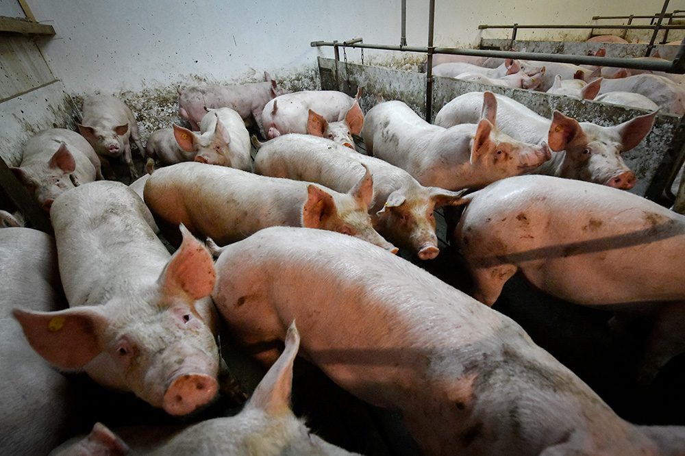 Vernieuwd PRRS-Monitor Biggen-rapport biedt meer inzicht in virusdruk