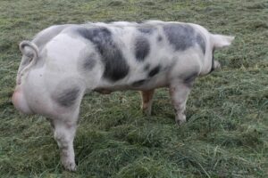 Fokwaardeschatting VPF-beren seizoen 2025.3 gepubliceerd