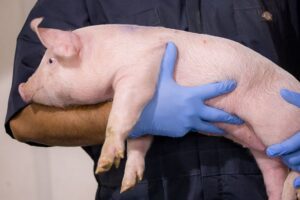 PRRS: de onzichtbare kosten voor uw bedrijf